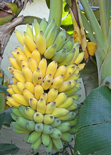 See full amazon price history chart for Gurveplantationi® - Assam Malbhog Banana plant Live with Black Plastic Pot Gurveplantationi® - Assam Malbhog Banana plant Live with Black Plastic Pot (B0B6CT81RQ) Amazon Price History, Amazon Price Tracker