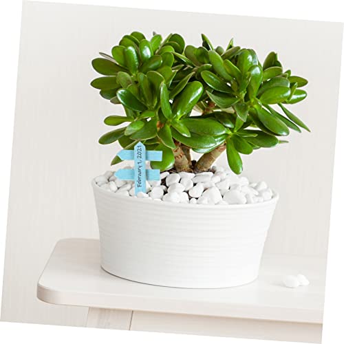 Happyyami 20 Unidades Rótulo Da Planta Decoração De Flores Decoração De Casa Plantadores Suculentos
