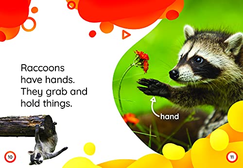 Raccoons (Animals in My Yard)