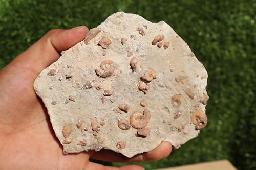 Image of Ammonites & Gastropods Plate Cretaceous Fossils Fossils from Morocco Fossil Rock ammonites Fossil from Morocco A112
