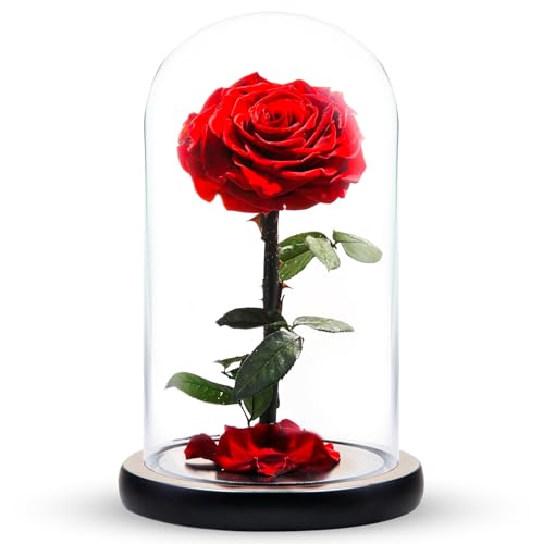 Norcalway Premium Gifts - Forever Preserved Rose in Glass Dome - Beauty and The Beast Rose Decor in a Glass Dome for Decorations