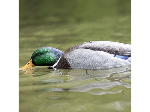 Avian X Tip Up Mallard Feeder Duck Decoy