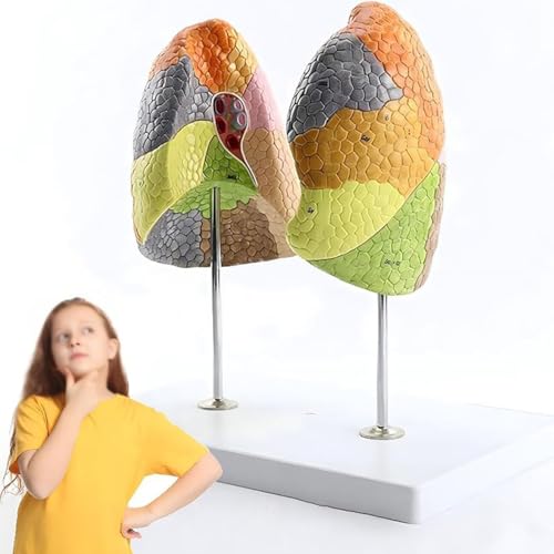 Modèle de poumon de taille réelle AMITD modèle anatomique zones fonctionnelles