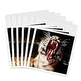3dRose Michigan, Detroit, Detroit Zoo, Tiger with mouth open 6 Greeting Cards with envelopes