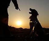 Con este arnés de perro LED tendrás la seguridad con tu perro, mascota o gato al pasear al perro en la oscuridad