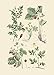 Vintage Botanical Prints | Woodland Plants by Ink Inc. | Wildflower Mushrooms Fern Trees Berries Wall Art | Set of 9 5
