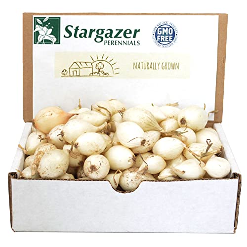White Ebenzer Onion Sets