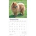 BrownTrout, Chow Chows 2025 Wall Calendar