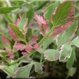 Chalily Water Celery, a Great Live Pond Plant for Your Water Garden. Filters koi and Goldfish Ponds. Good for Bogs, Plant Shelf or Shallow Water This marginal Aquatic is a Real Beauty
