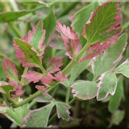 Chalily Water Celery, a Great Live Pond Plant for Your Water Garden. Filters koi and Goldfish Ponds. Good for Bogs, Plant Shelf or Shallow Water This marginal Aquatic is a Real Beauty