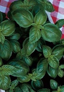 Salerno Seeds Basil Pesto Basilico Italico Genovese D.O.P. 5 Grams Made in Italy Italian Non-GMO