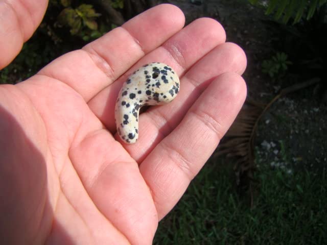 Ham8310 Dalmation shell stone piece with hole