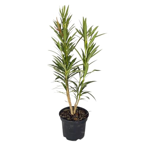 Pianta di OLEANDRO MIX per siepi e barriere COLORI MIX vaso18 h80cm FOTO REALE AMDGarden