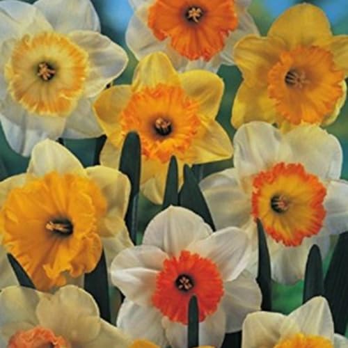 Narciso bulbi,piante erbacee perenni, bulbi di fiori a fioritura primaverile,bulbi di fiori doppi, bulbi belli e sani,daffodil bulbi(senza semi, non artificiali, profumati)-4bulbi