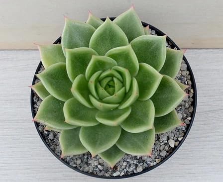 Live Root Echeveria ‘Corymbosa’ Live Succulent Plants For Gifting Purpose Lakshmi Kamal/Vishnu kamal |Indoor Plant|