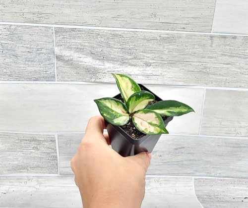 Hoya Carnosa Krimson Princess Live Rare Exotic Tropical Indoor Plants, Easy to Grow Housewarming Gift, 3 Inch Nursery Pot, Ideal Houseplants for Home or Office by 3exoticgreen