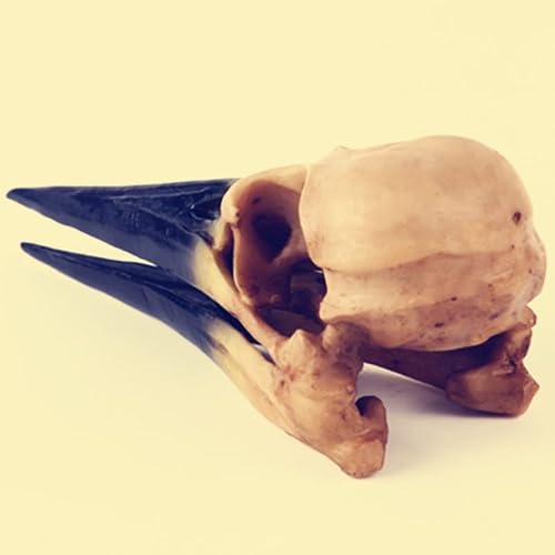 1pc Simulated Pterosaur Skull Fossil, Resin Bird Head Skeleton Ornament for Office Desk, Realistic Animal Bone Specimen Toy, Gothic Room Decor, Halloween Party Decoration — view 6