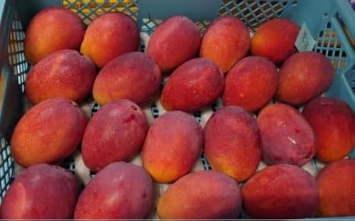 2026年 先行予約 アップルマンゴー 約1kg (2〜4玉) 完熟 マンゴー ますみ農園 果物 フルーツ 005-a006_2026