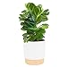 Costa Farms Baby Fiddle Leaf Fig Live Plant in Decorative Pot, Indoor Houseplant, Perfect for Home, Room, or Office Decor, Great House Warming or Birthday Gift, 12-18 Inches Tall