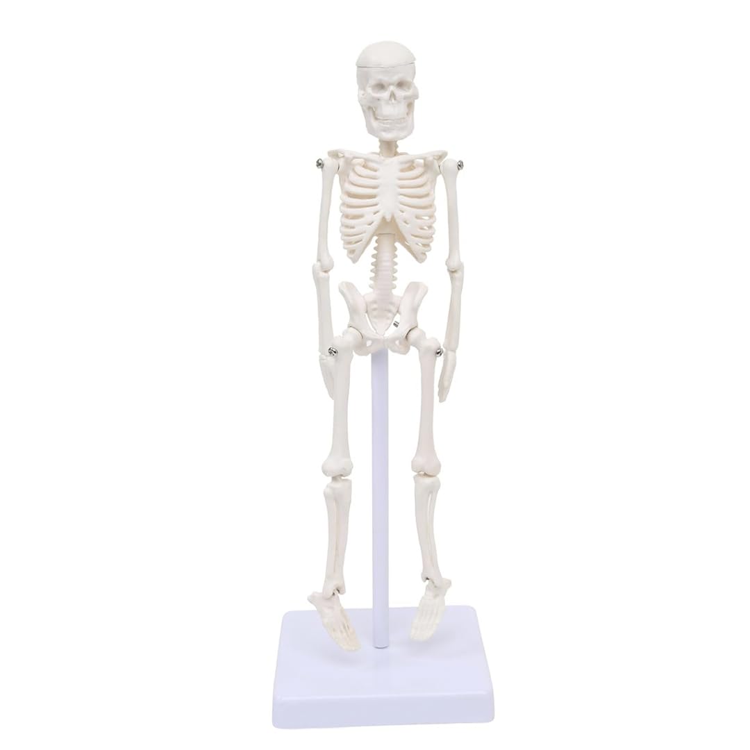 Sponsored Ad - Mini Human Skeleton Model (21cm) | Portable Anatomical Learning Model for Students & Medical Study | Durable PVC Skeleton for Science Lab, Home & Educational Trips