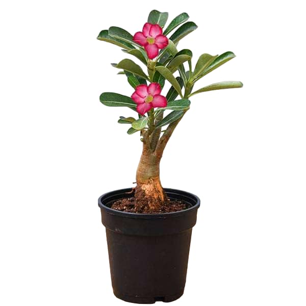 Adenium Plant Live Indoor Plant | Desert Rose | Bonsai Potential | Beautiful Blooms | For Home & Garden Without Pot (10CM) (B0DDC3VS2J) Amazon Price History, Amazon Price Tracker