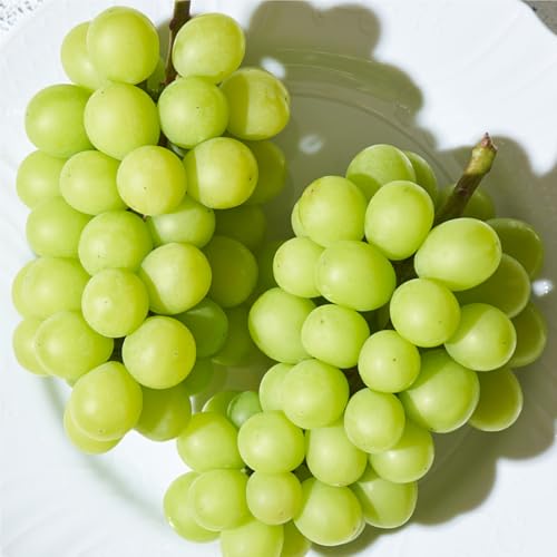 [2026年先行予約]高級 山梨県産 シャインマスカット 2〜3房 (1.3kg以上)(2026年8月下旬〜10月中旬頃発送)