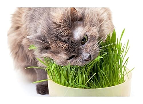 Kit Sementes de Erva e Grama para Gatos 10 pacotinhos