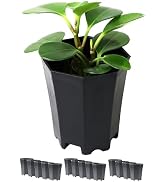 Amazon.co.jp: 植木鉢 2号 15個セット ブラック｜八角鉢 多肉植物