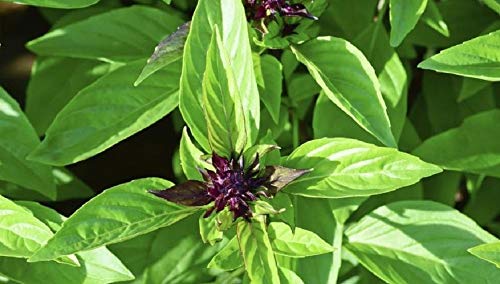 Licorice basil - How to grow & care