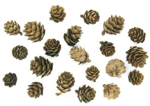 Déco nature mini pommes de pin - environ 20 pièces
