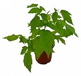 DECOALIVE Planta de la Frambuesa Natural Arbusto Frutas Frutos del Bosque Naturales