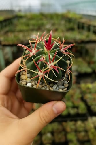 Devil's Tongue Barrel Cactus (Ferocactus latispinus) - Live Plant - Violet Flowers - Flat Barrel Shaped