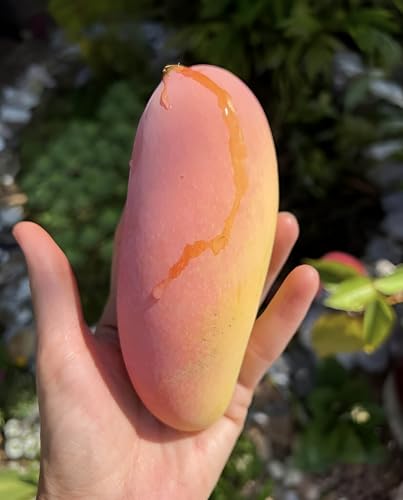 Image of Sweet & Testy Delicious GraftedMahachanok Mango FruitTree plant || For Home Garden Fruit Tree Plant outdoor indoor plant