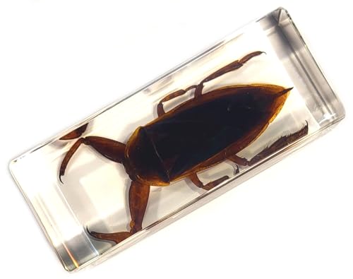 Image of 4.3 inch Giant Asian Water Bug in in Crystal Clear Lucite Resin Paperweight Specimen Preserved Insect Taxidermy Crafts Collection for Biology Science Education & Desk Ornament Display Supplies