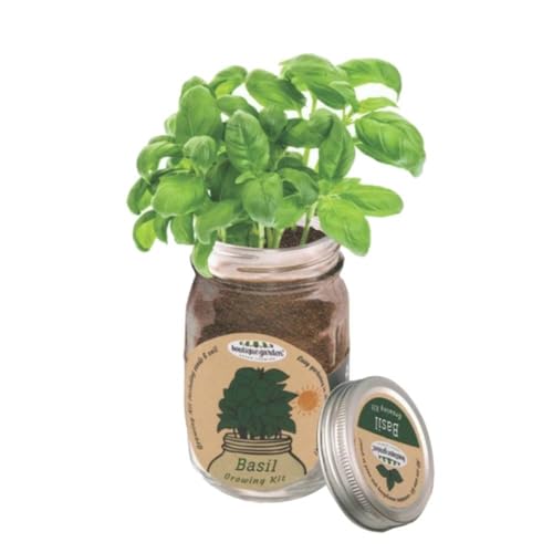Mr Fothergill's Grow Your Own Sweet Basil Herb Seeds Mason Jar Kit - Includes Basil Seeds, Soil Pellets, Mason Jar Container & Growing Instructions