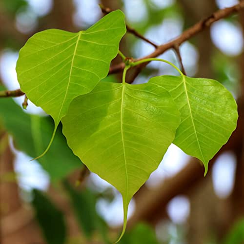 Gurveplantationi Peepal Tree Sacred Fig Bodhi Bo Ashwattha Pipal Ficus Religiosa Benghalensis Outdoor Ravi Peddha Ashwatha Arasa Maram Ashwattham Pippal Arayal Plant Live With Plastic Pot (Pack Of 1)