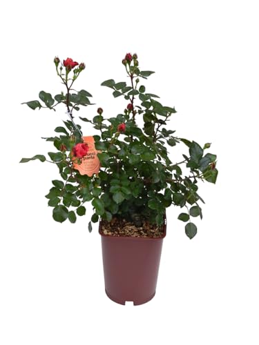 Le varietà offerte hanno una intensa profumazione racchiusa in fiori dalle bellissime colorazioni.