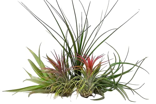 Carbeth Plants 5 Air Plants Mixed Tillandsia - Easy Care Indoor Houseplants - No Soil Needed - Ideal for Terrariums, Displays & Creative Home DÃ©cor