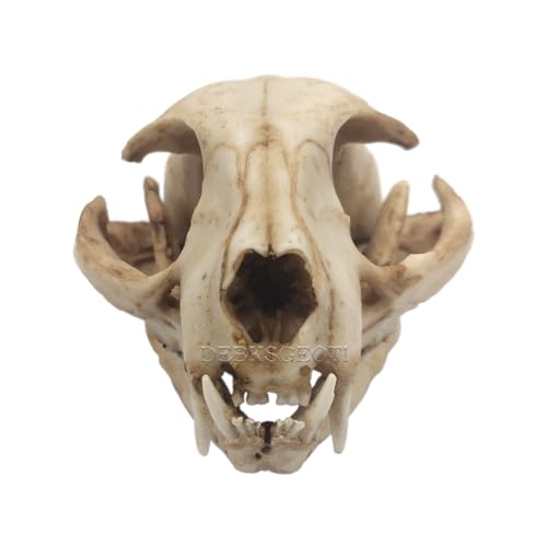DEBKSGEOTI Feline Model 1:1 Domestic Cat Skull Replica, Anatomy and Physiology Education Synthetic Replica, Interior Decoration, Teaching Research (Domestic Cat)
