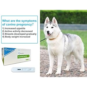 MONGGO Q 10 Pcs Dog Pregnancy Test Kit at Home, Rapid Relaxin Dog Pregnancy Test Canine Pregnant Test Strip Supplies Convenient Fast and Accurate Easy to Use Results for Home Vet Clinic Hospital MONGGO Q 10 Pcs Dog Pregnancy Test Kit at Home, Rapid Relaxin Dog Pregnancy Test Canine Pregnant Test Strip Supplies Convenient Fast and Accurate Easy to Use Results for Home Vet Clinic Hospital