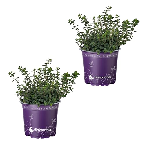 Orangen Thymian Pflanzen (Thymus citriodorus) – Aromatische Kräuter für Ihren Garten von florapartner – Frisch, gesund und vielseitig einsetzbar! 2er-Set