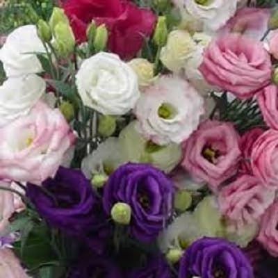 Lisianthus Flower Seeds (200pcs) High-Germination & Long-Lasting Beauty