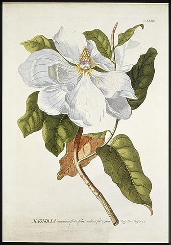 Poster Magnolia par Georg Dionysius Ehret impression sur toile moderne de salon 60x90cm