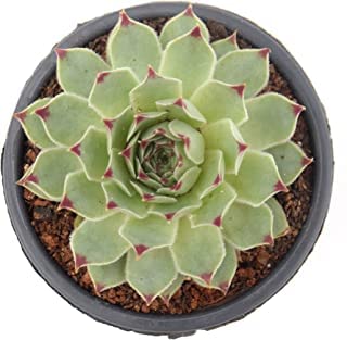 Guruji Plantation Laxmi Kamal Plant Indoor Succulent Plant For Home and Garden with Pot (Pack of 1) (Green)