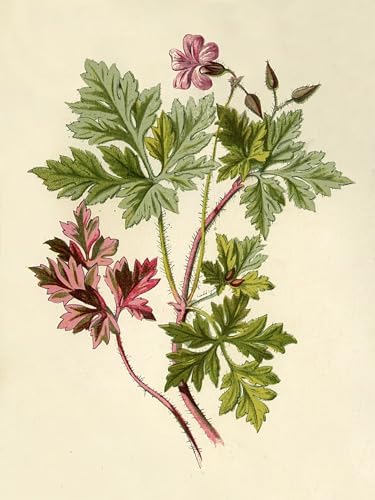 Peintures Herb Robert de Frederick Edward Hulme pour habiller un grand mur vide 60x90cm