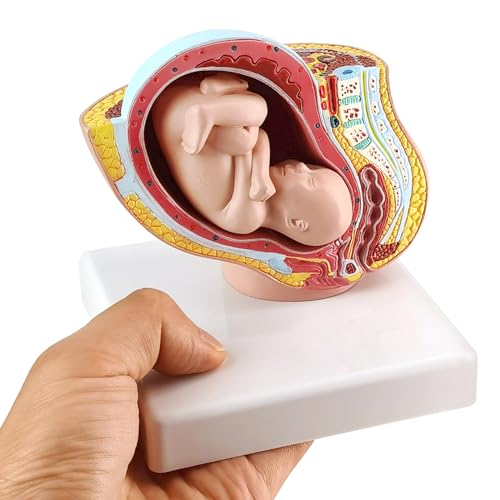 Image of NEW HORIZON Medical Anatomical Pregnant Human Female Pelvis with Pregnancy 9 Months Baby Fetus Mode 1 /2 Life Size with Removable Organs, 2-Parts, Hand Painted