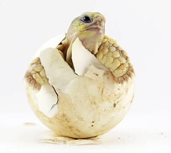 HatchRite Reptile Incubation Medium - 2lbs