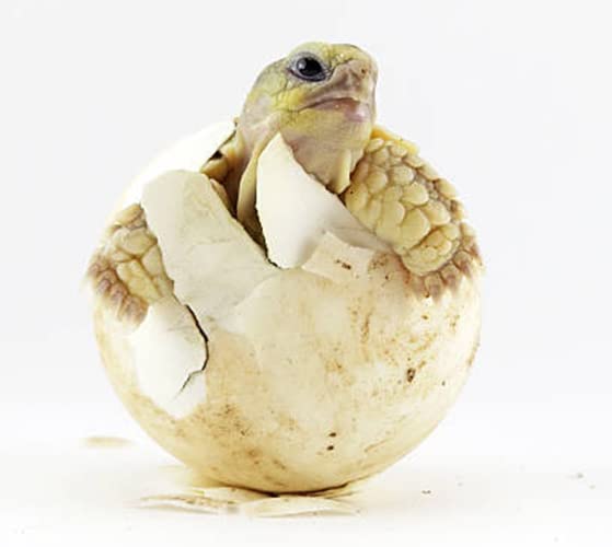 Amazon.com: HatchRite Reptile Incubation Medium - 2lbs : Pet Supplies