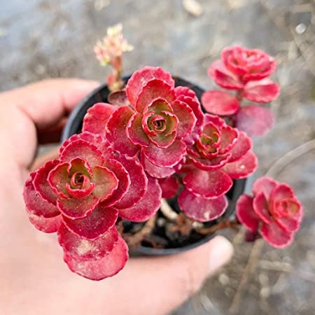Mphmi Live Plant Nursery NCR Sedum spurium Voodoo Flower Indoor Dragon Live blood - Succulent Plant Phedimus spurius (B0C39PDDXR) Amazon Price History, Amazon Price Tracker