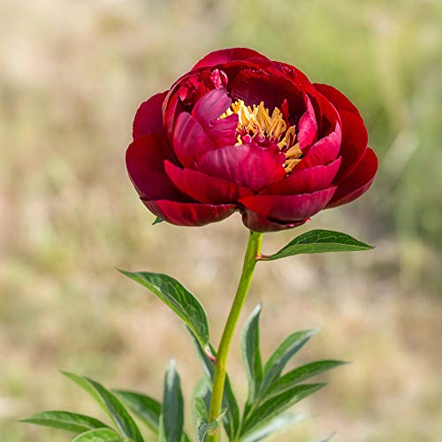 Thompson & Morgan Red Peony Large Exotic Looking Flowers Hardy Perennial Garden Plant 2 x 4 x Peony Buckeye Belle Bare Roots (2 Bare Root Plants)